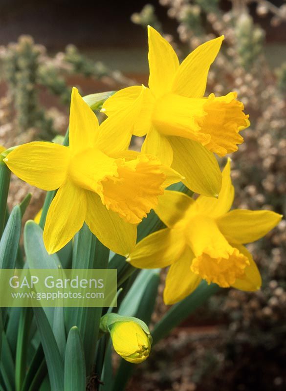 dwarf daffodil Narcissus Midget