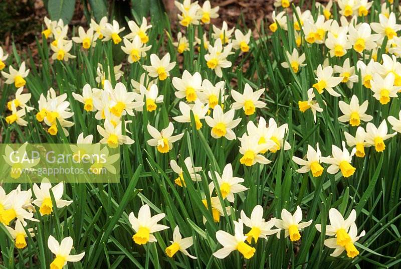 dwarf daffodil Narcissus Jack Snipe
