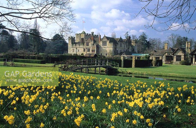 Hever Castle Kent mixed daffodils in Spring lawn yellow spring flowers flower daffodil