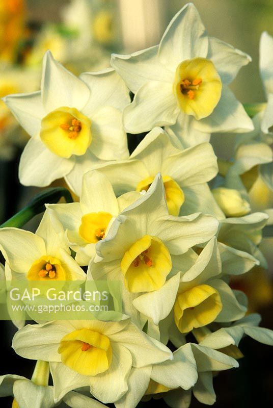 paperwhite daffodil Narcissus Grand Primo yellow spring daffodils flower flowers