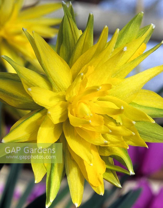 dwarf daffodil Narcissus Rip van Winkle yellow daffodils spring flowers flower