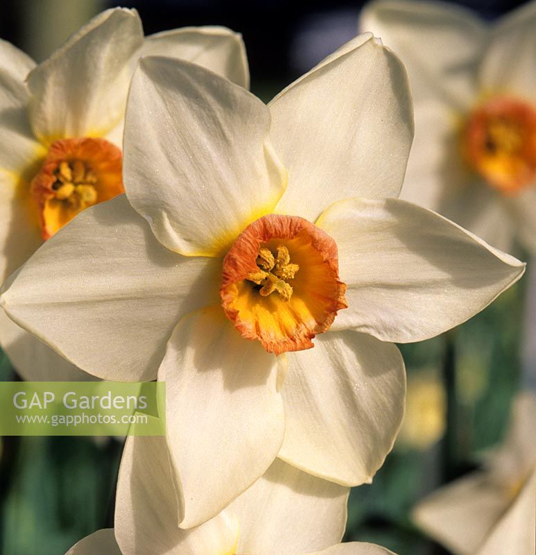 daffodil Narcissus Aflame spring white flowers daffodils flower