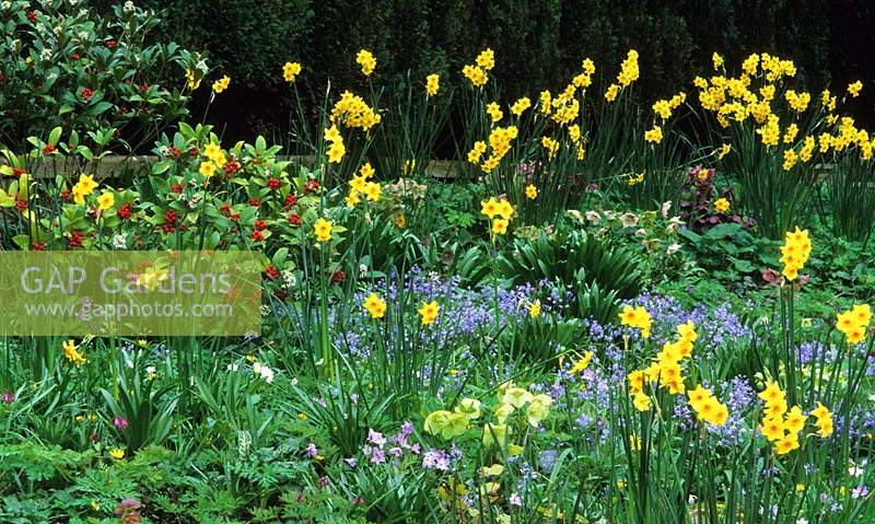 RHS Wisley Surrey Spring border Narcissus Scarlet Gem Scilla meseniaca Hellebore Skimmia daffodil daffodils flowers flower