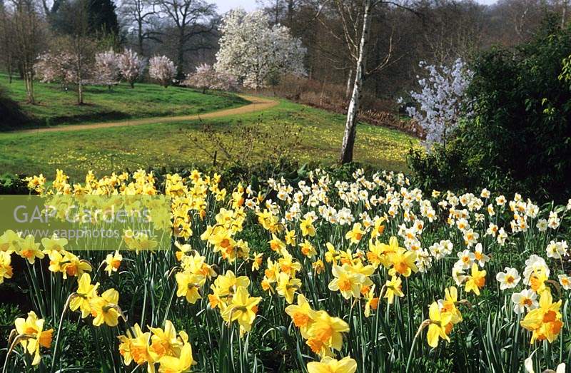 Savill Gardens Surrey mixed daffodils in Spring woodland garden daffodil flower flowers