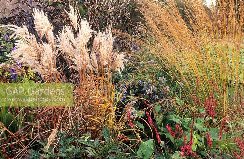 Marchants Sussex Ornamental grasses seed heads and perennials in autumn Miscanthus Malepartus Verbena bonariensis Persicaria Mol