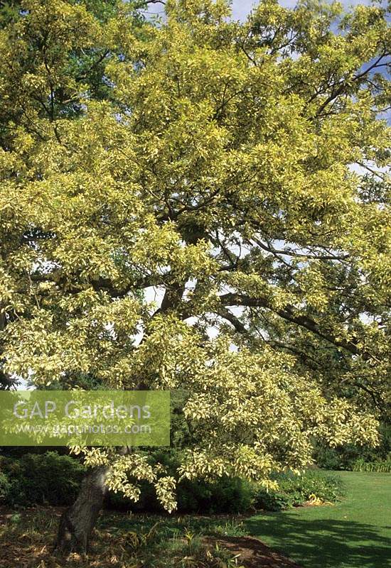 RHS Wisley Surrey oak Quercus cerris Argeteovarigata syn Quercus cerris Variegata