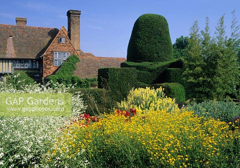 Great Dixter Sussex Ranunculus acris Stevenii Meadow buttercup with Crambe cordifolia yew hedge topiary and view to house