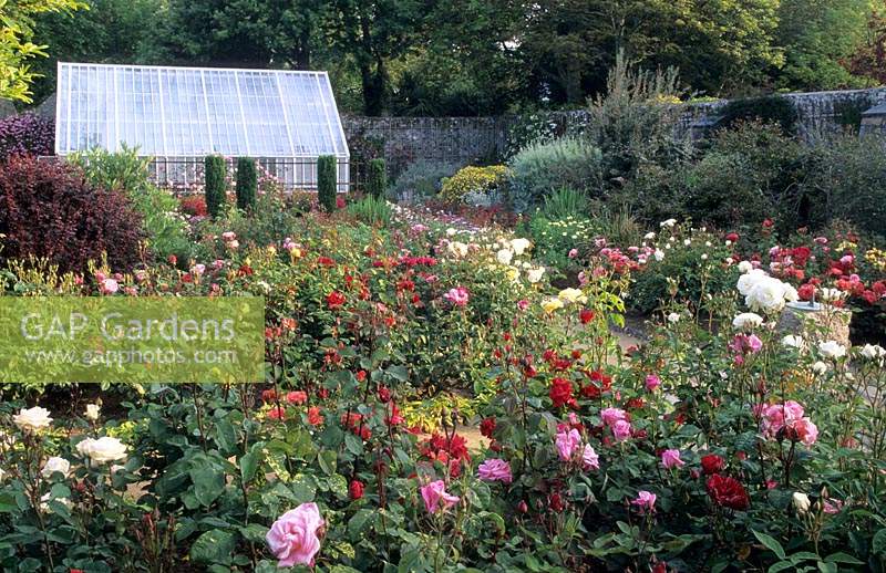La Seigneurie Sark Isles of Scilley Formal walled rose garden with paths and boxwood hedge edging glasshouse