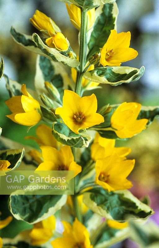yellow loosestrife Lysimachia punctata Alexander summer flower perennial