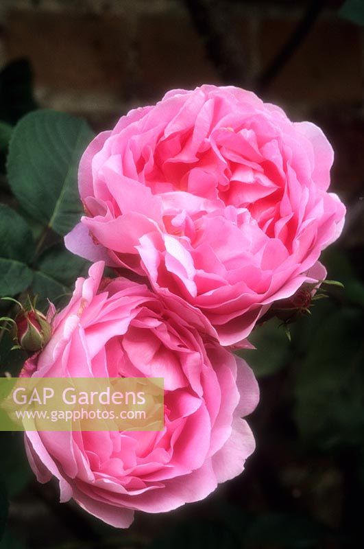 modern shrub rose Rosa Constance Spry