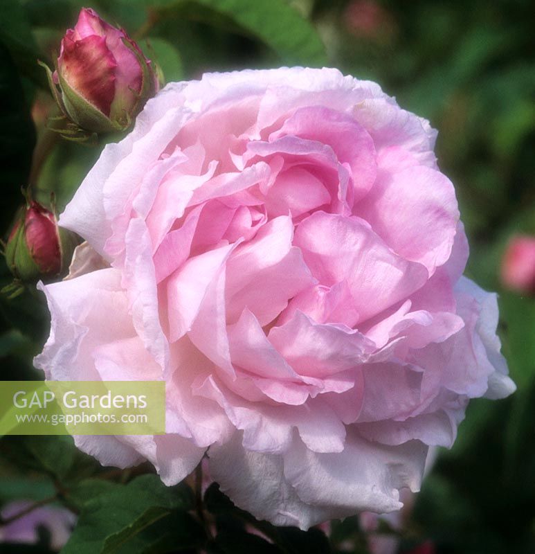shrub rose Rosa Duchesse D'Angouleme