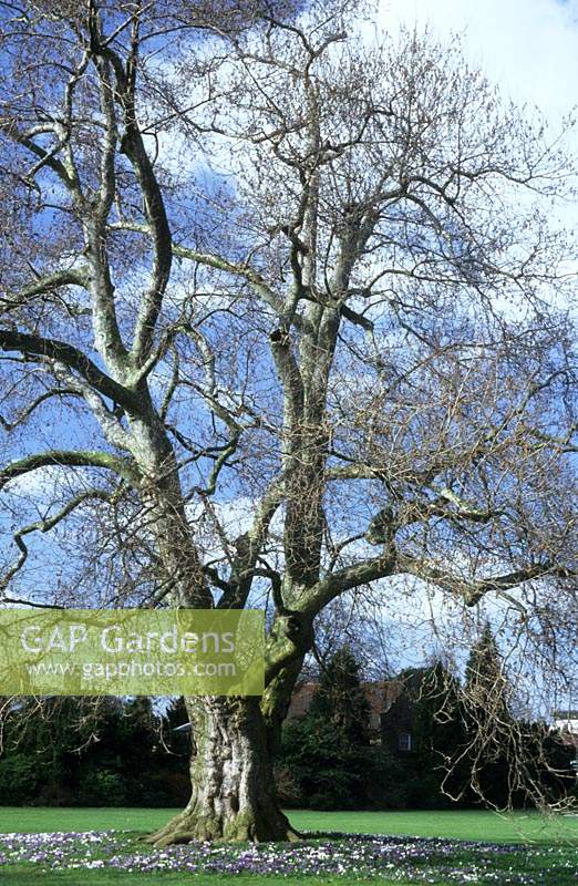 Kew Gardens Surrey London Plane tree Platinus x hispanica tall deciduous without leaves bare branches Spring February