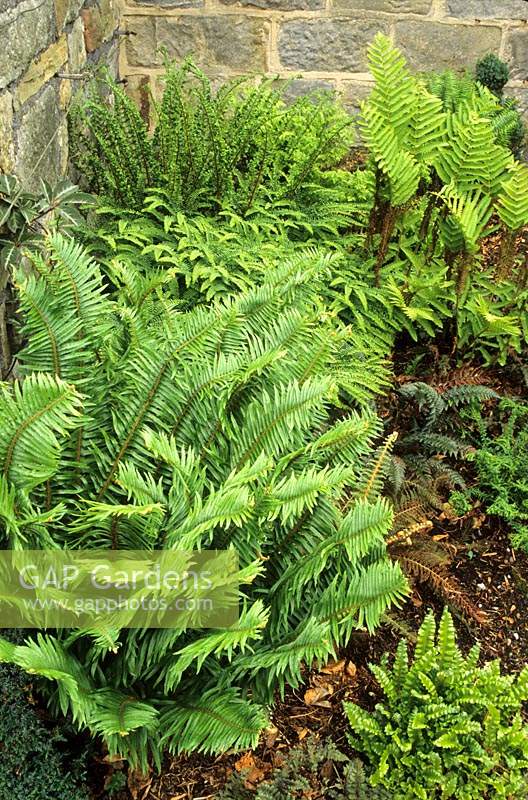 York Gate Yorkshire shady dry corner beneath stone wall collection of ferns including Polystichum setiferum Proliferum