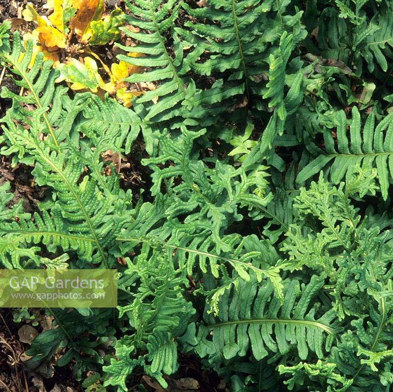 fern Polypodium vulgare
