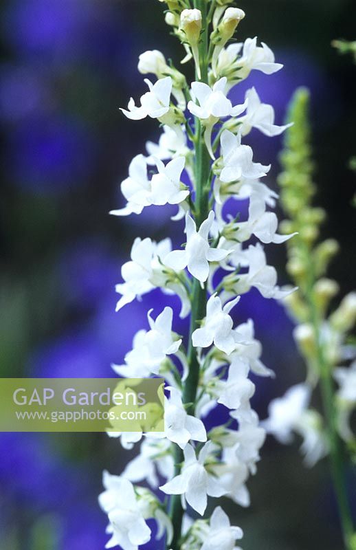 Linaria purpurea Springside White