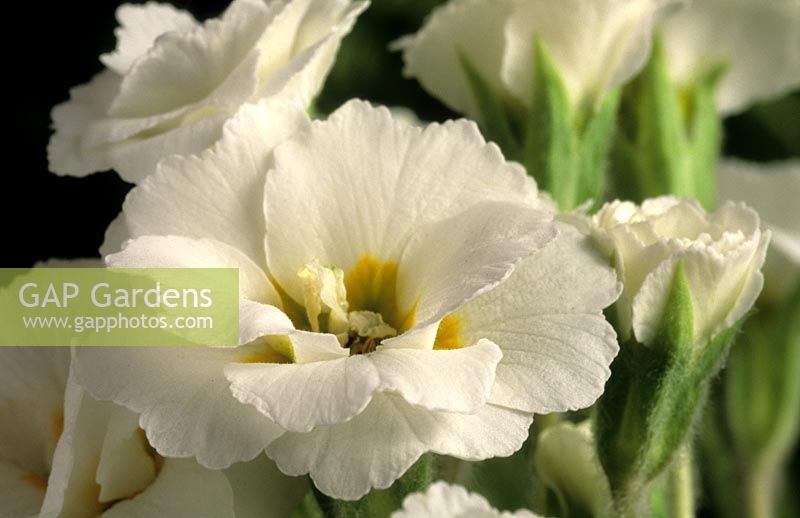 primrose Primula vulgaris double white form