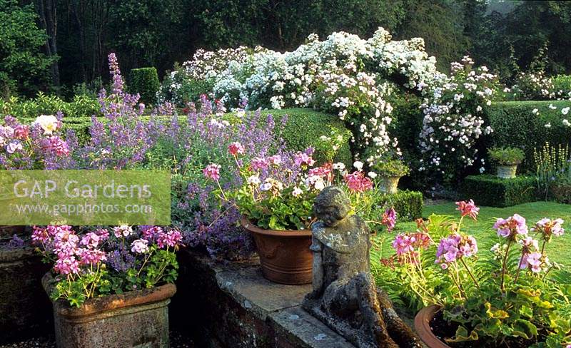Frith Lodge Sussex rose pergola viewed from terrace Rosa Paul s Himalayan Musk and The Garland