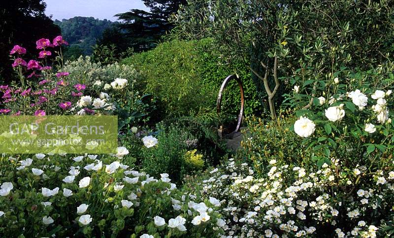 Brownshill Gloucestershire design Pamela Woods very sloping terraced garden white flowers Cistus Rosa Iceburg