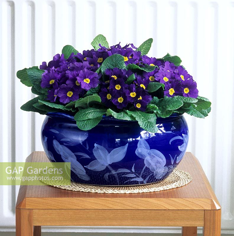 blue primroses Primula vulgaris cultivars in glazed bowl indoors