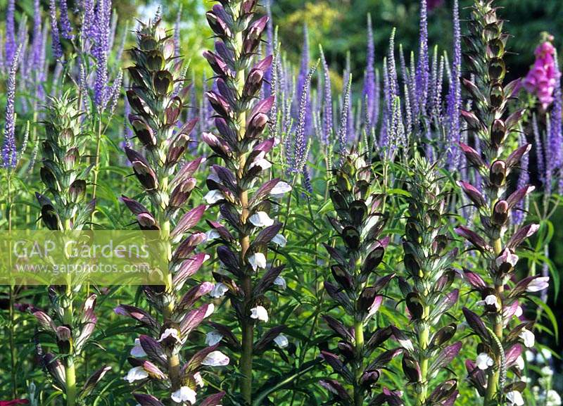 Acanthus spinosus Bear s breeches