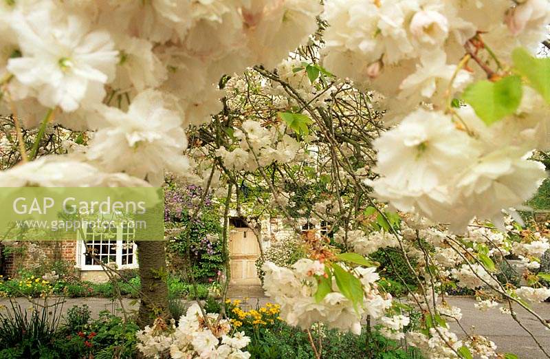 Mill House Wiltshire flowering cherry Prunus Shogetsu