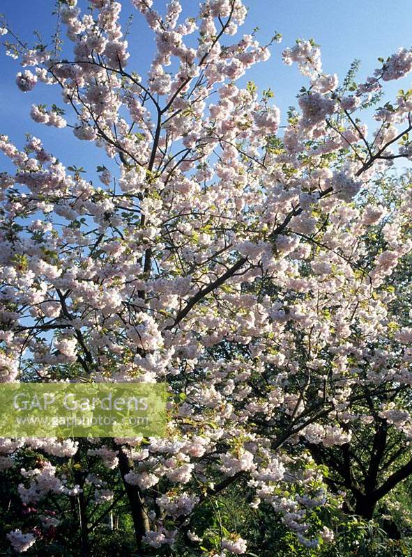 flowering cherry Prunus Shogun