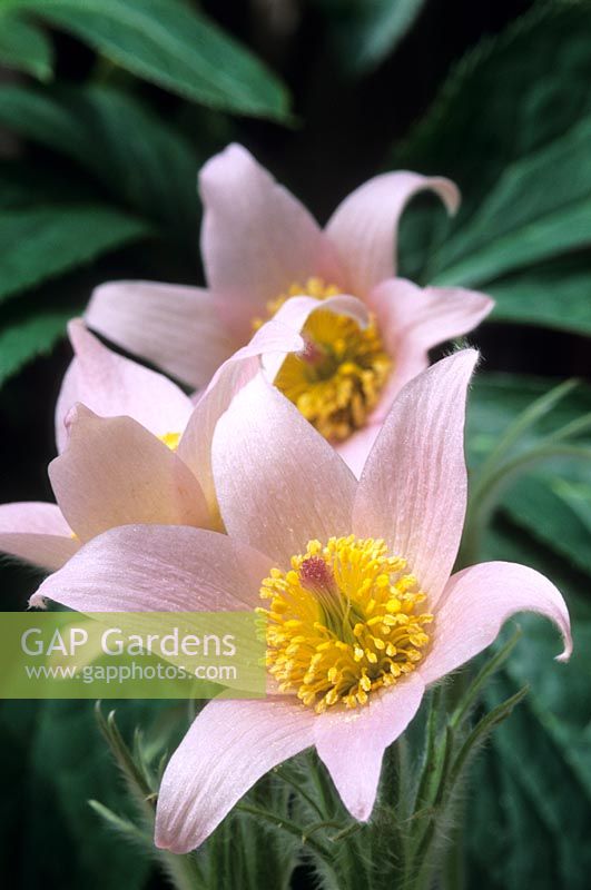 Pasque flower Pulsatilla vulgaris Barton's Pink