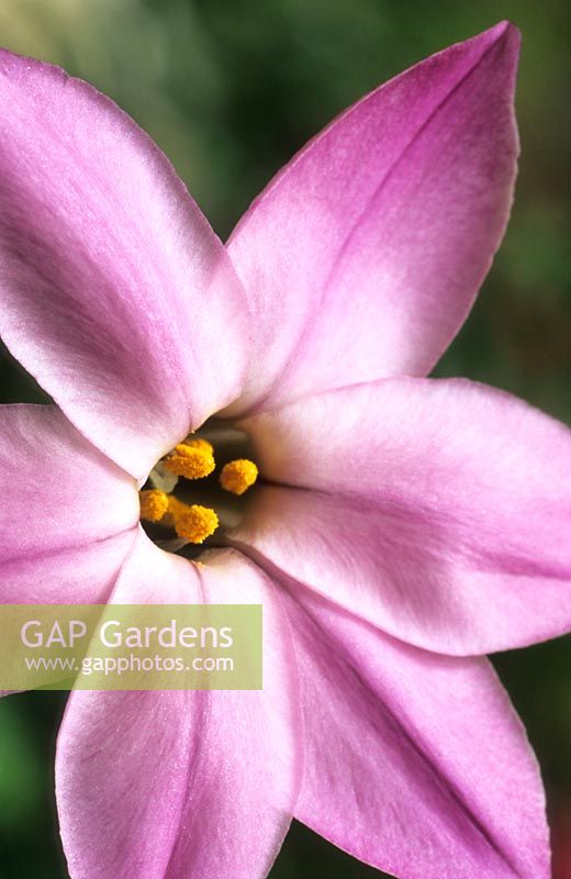 Ipheion uniflorum 'Charlotte Bishop' Spring flower perennial pink