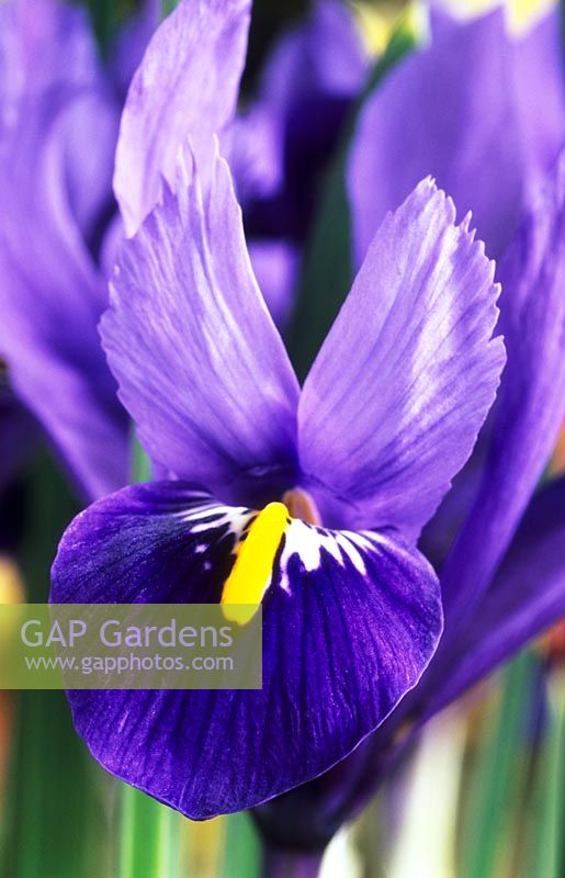 dwarf Iris reticulata 'Harmony' Spring flower bulb purple