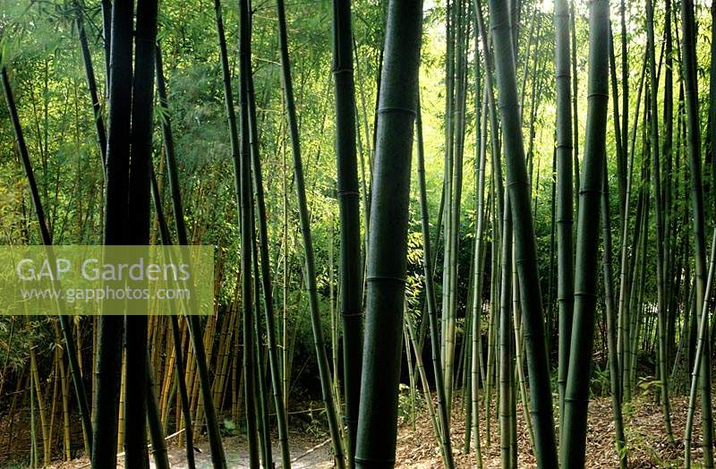 Hakone Saratoga California black bamboo Phylostachys nigra