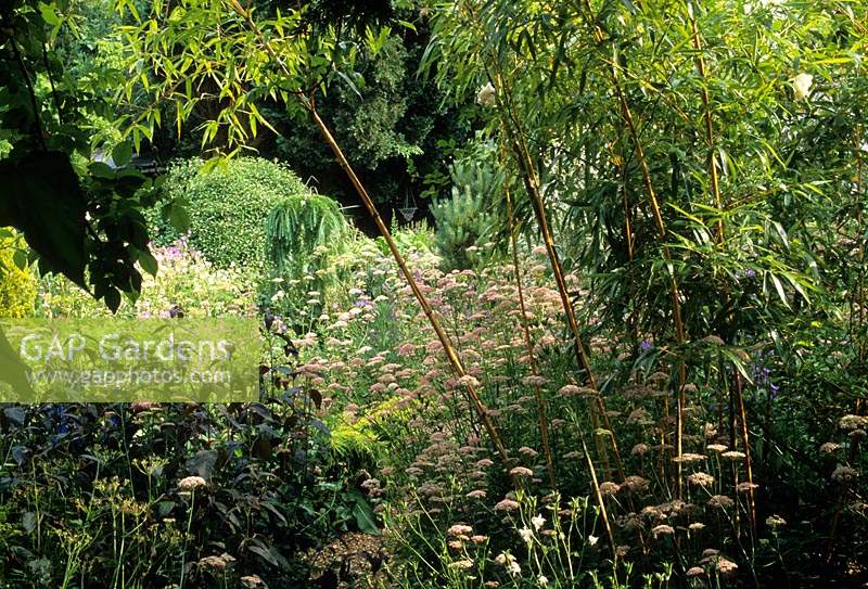 Five Oaks Hampshire golden bamboo Phyllostachys aureosulcata var aureocaulis