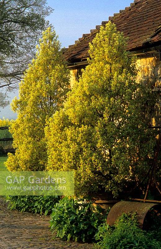 private garden Sussex Pittosporum tenuifolium Warnham s Gold