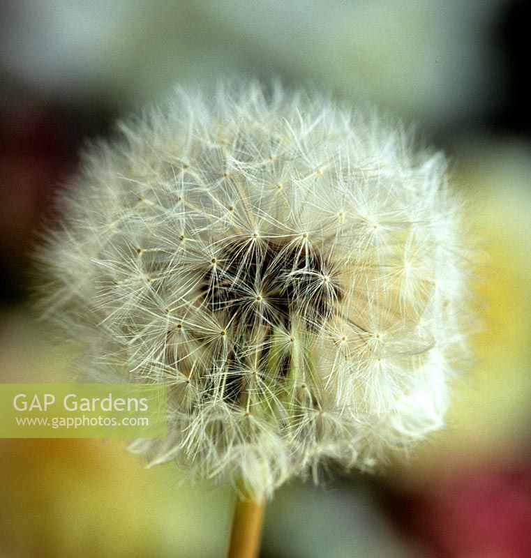 dandelion seedhead Taraxacum officinale