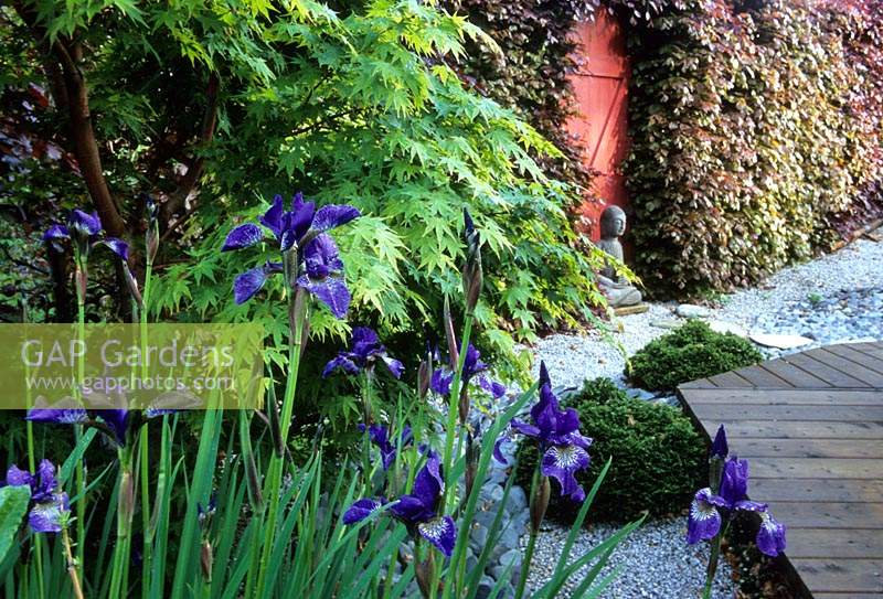 Tilford Cottage Surrey Iris siberica and stone statue of Buddha in Japanese style gravel garden