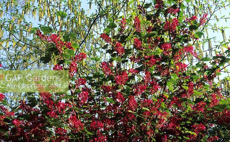 flowering currant Ribes sanguineum Pulborough Scarlet