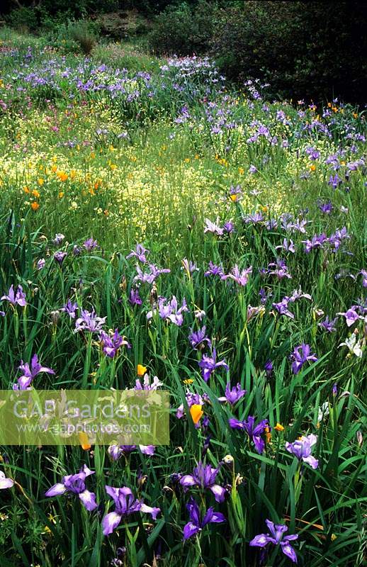 San Francisco Botanical Garden Strybing Arboretum California wild flower meadow native plants Iris doublasiana Limnanthes dougla