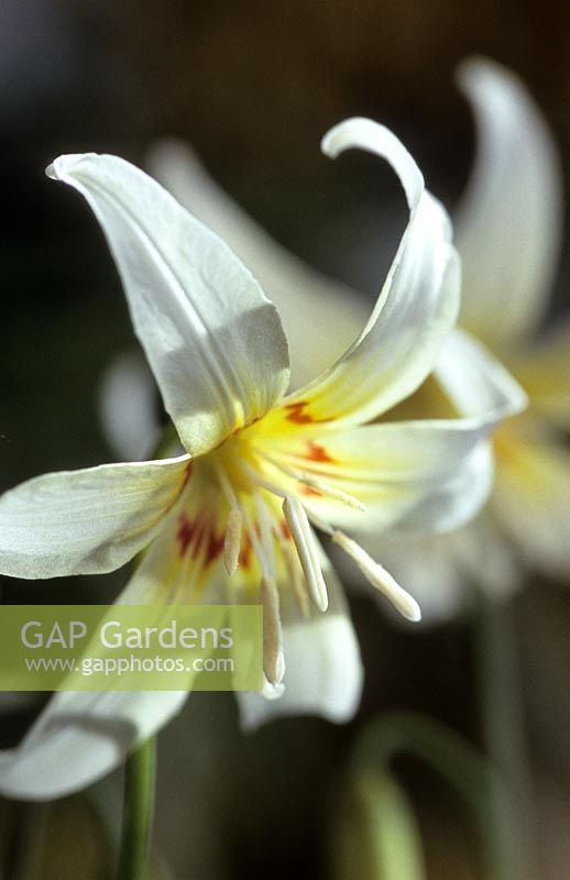 trout lily Erythronium revolutum White Beauty