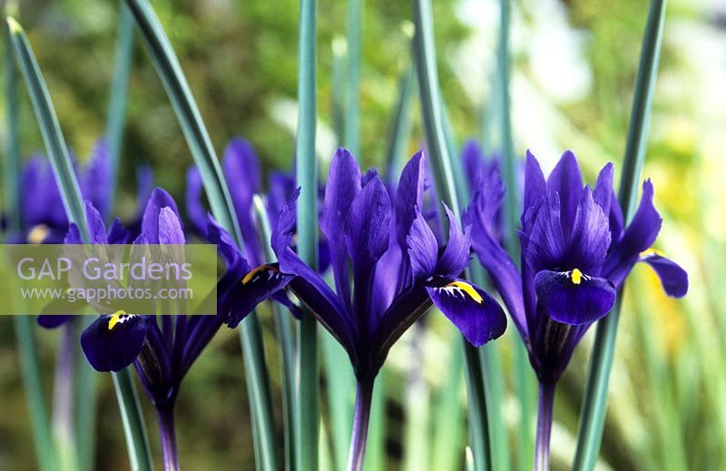 dwarf Iris reticulata Pixie