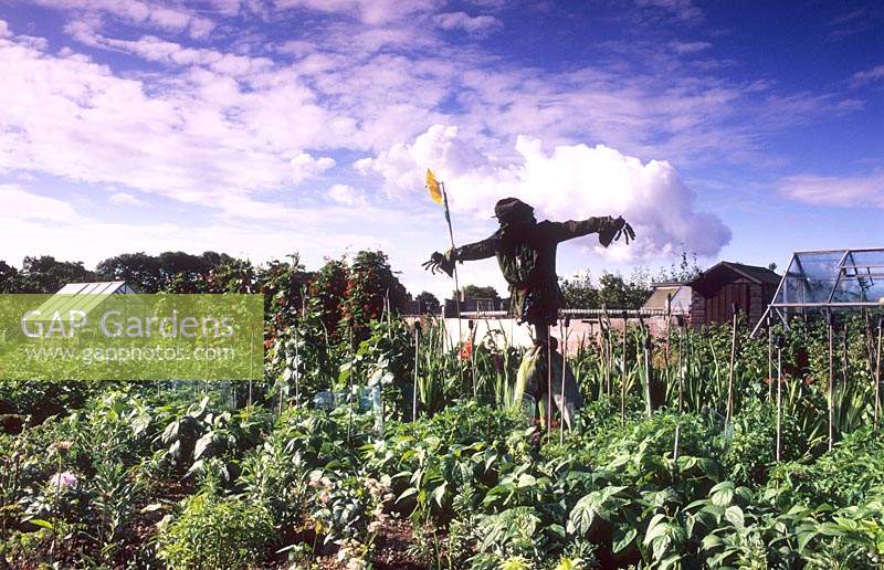 Newtown Rd Hampshire vegetable allotment gardens Belinda s scarecrow