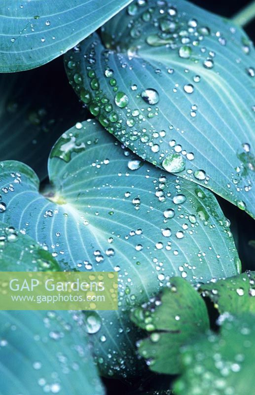 Hosta Halcyon covered in raindrops