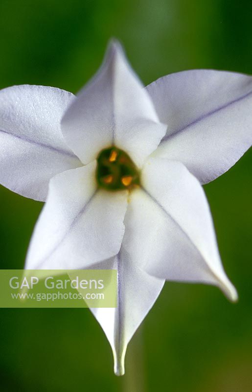 Ipheion uniflorum Album white symmetrical flower