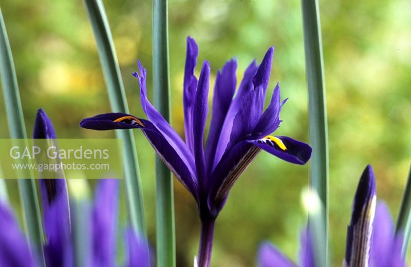 dwarf Iris reticulata Pixie blue indigo
