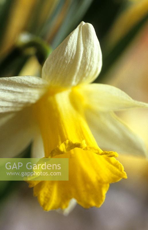 daffodil Narcissus Topolino mothers day yellow flower