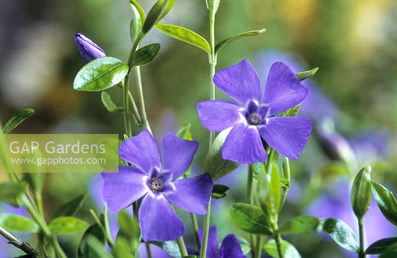 Vinca minor lesser periwinkle purple flower flowers