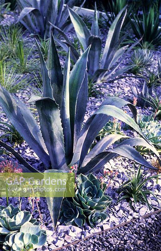 Agave americana and Echiveras in gravel scree garden