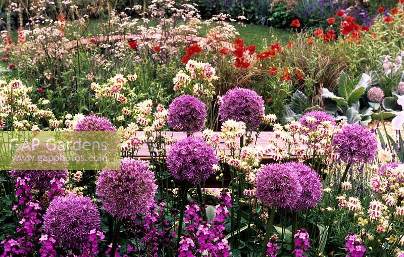 Chelsea Flower Show design Denise Preston cottage garden border with Allium afflanuense Purple Sensation and Aquilegia Nora