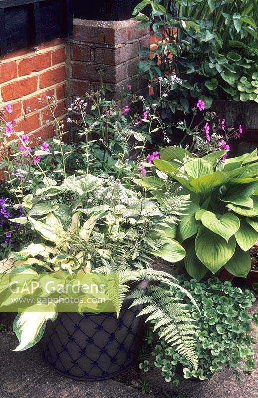 shade loving perennials in container Brunnera Silver Wings Hosta White Christmas Athyrium Ghost May variegated