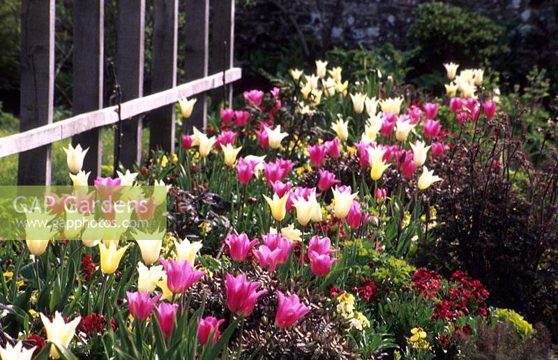 Parham Sussex mixed tulips in Spring garden