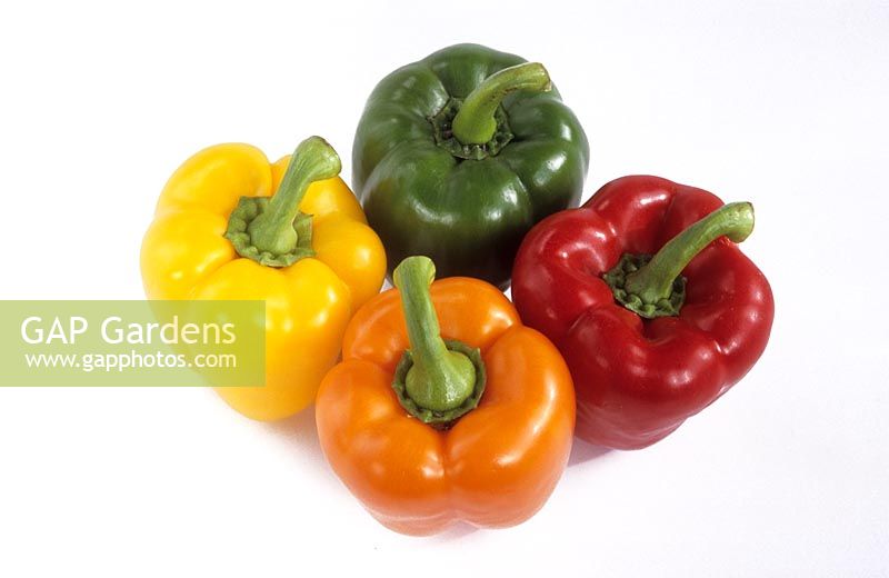 selection of full colour range of sweet peppers Capsicum annuum