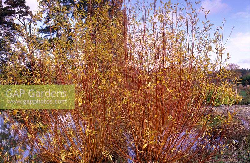 willow Salix 'Yelverton' winter coloured stems bark